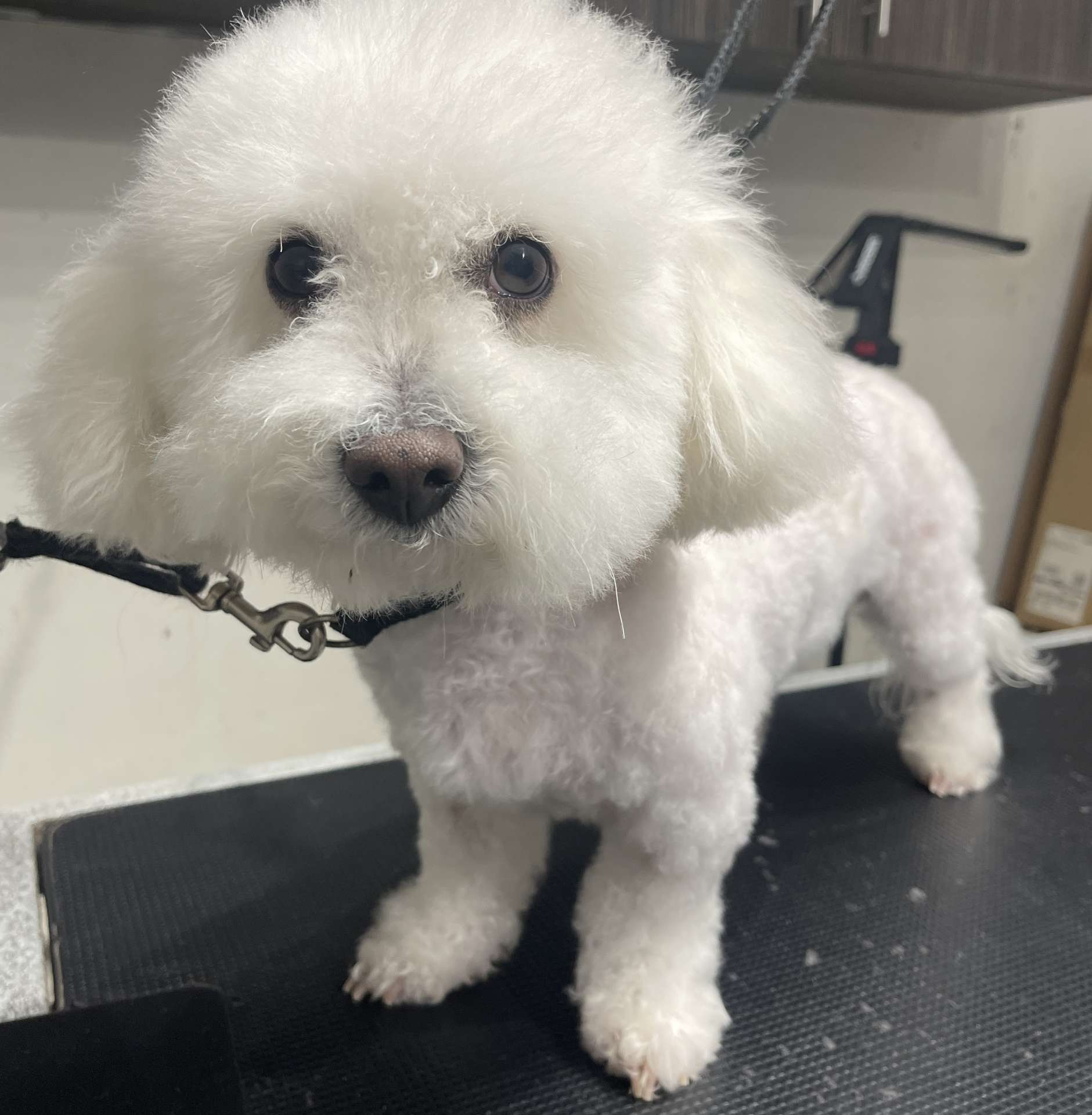 Brownie before dog grooming in San Diego