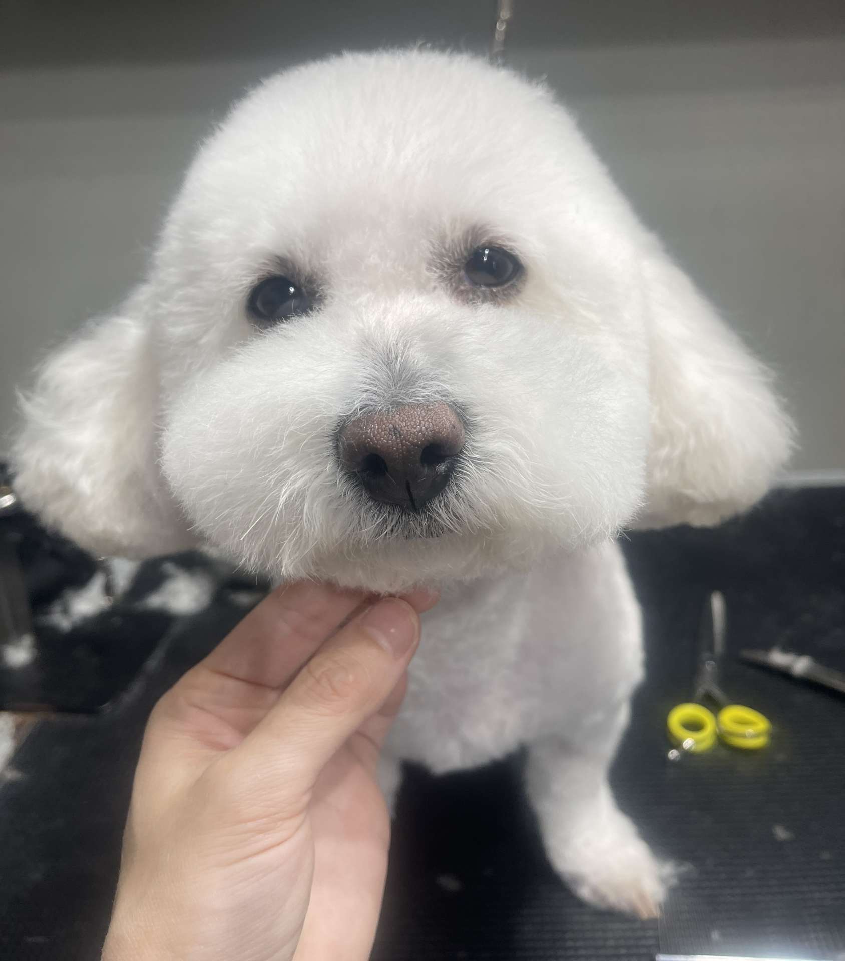 Brownie after dog grooming in San Diego