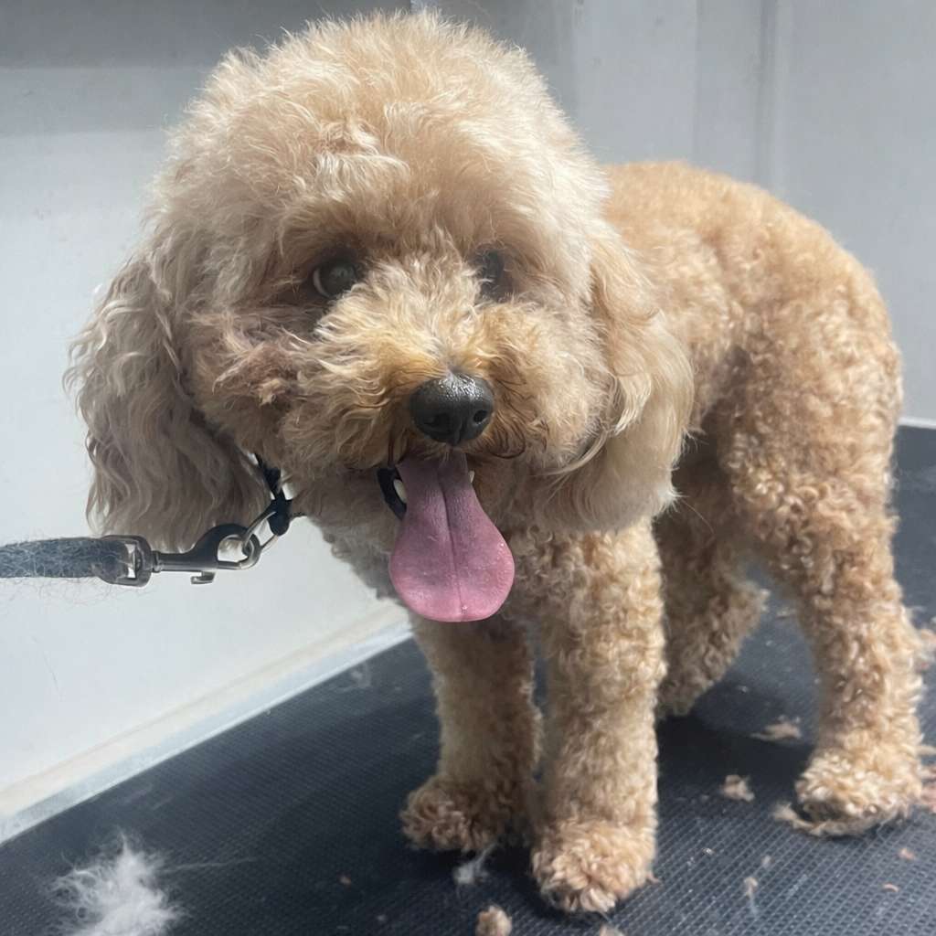 Loki before dog grooming in San Diego