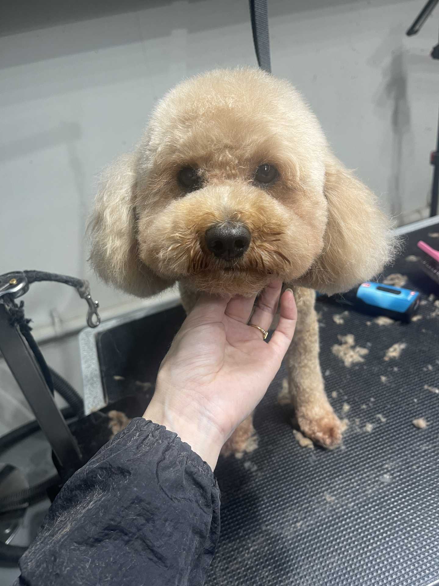 Loki after dog grooming in San Diego