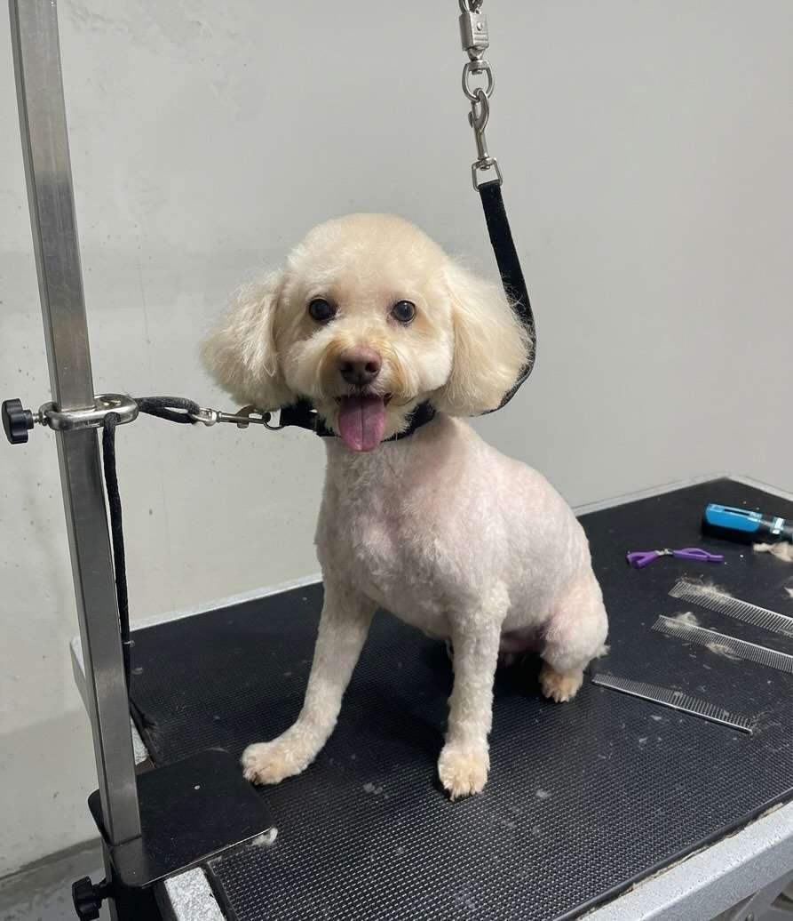 Sadie fresh dog grooming look in San Diego