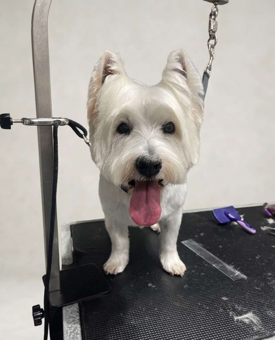 Honey fresh dog grooming result in San Diego