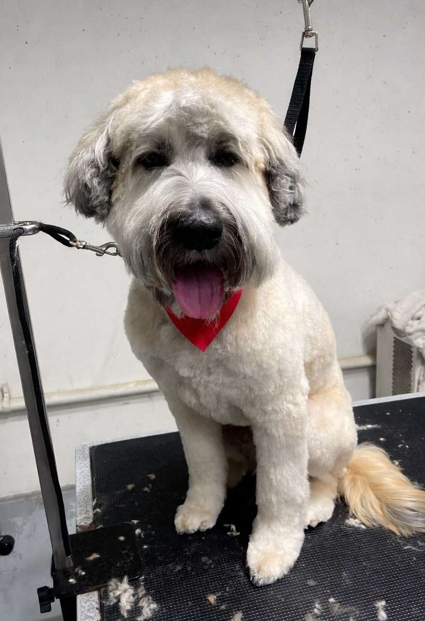 Coco fresh dog grooming look in San Diego