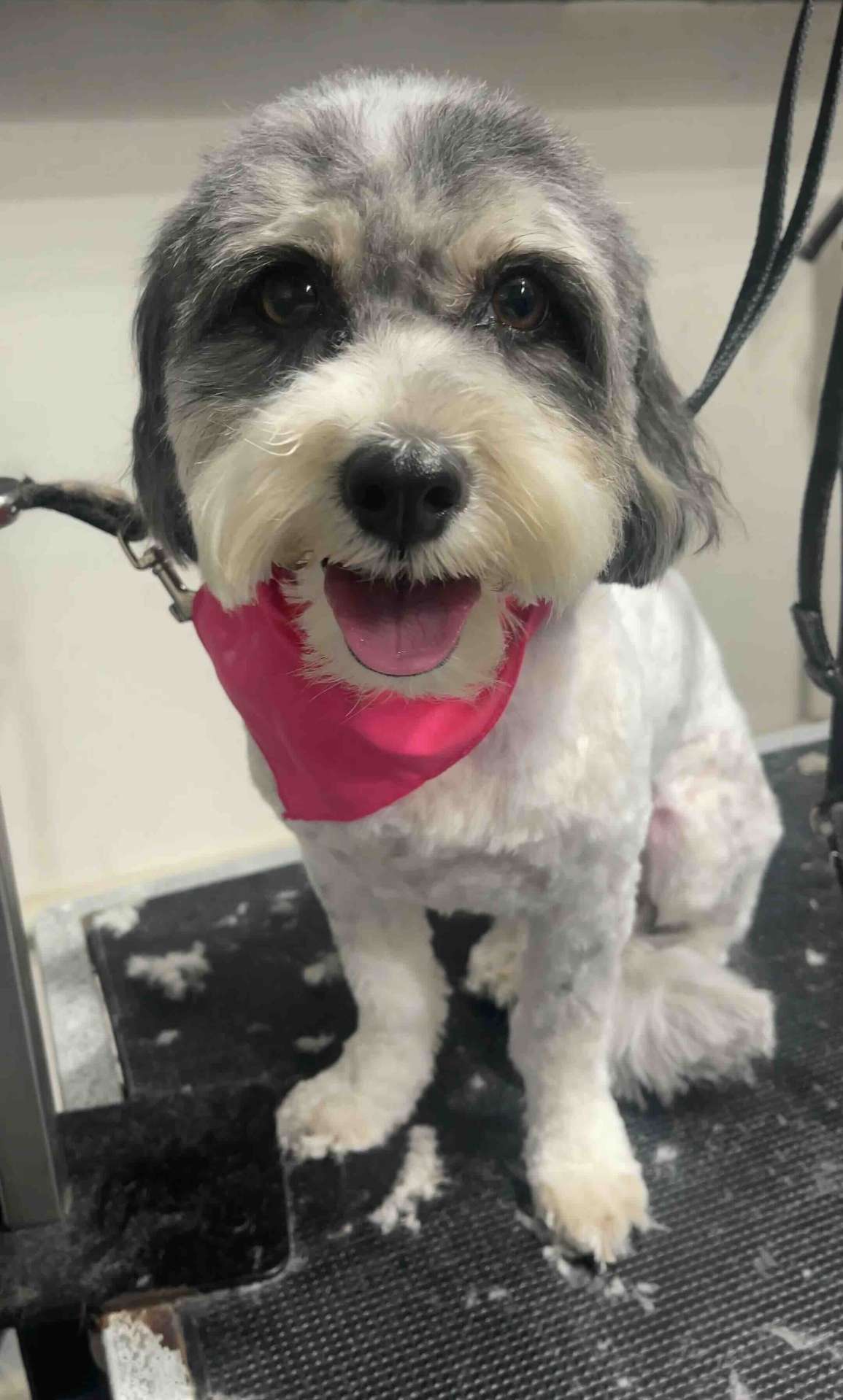 Comet fresh dog grooming look in San Diego