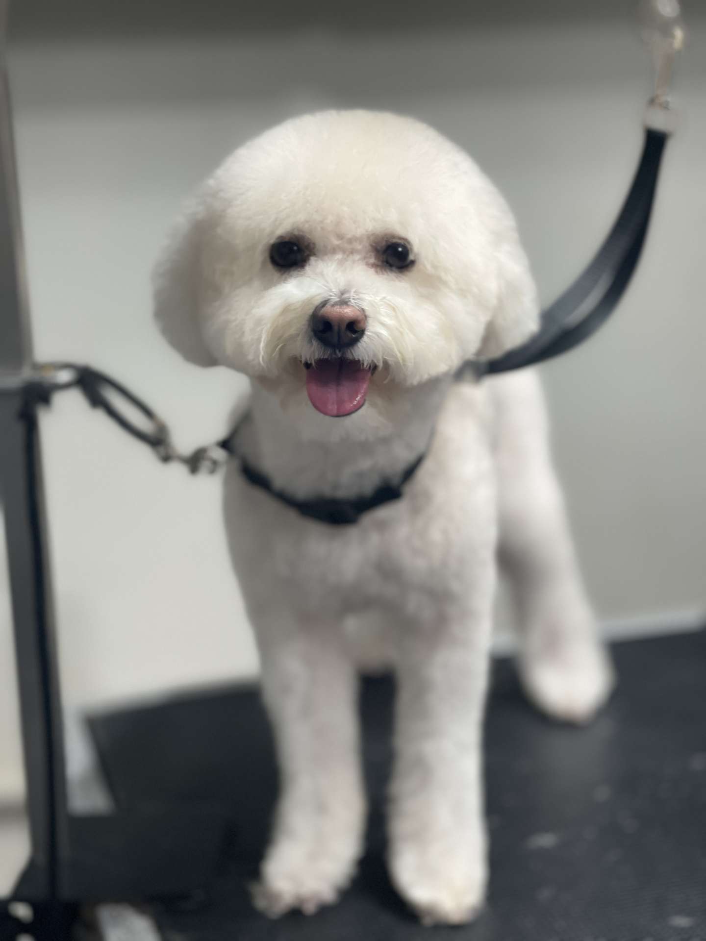 Princess fresh dog grooming result in San Diego