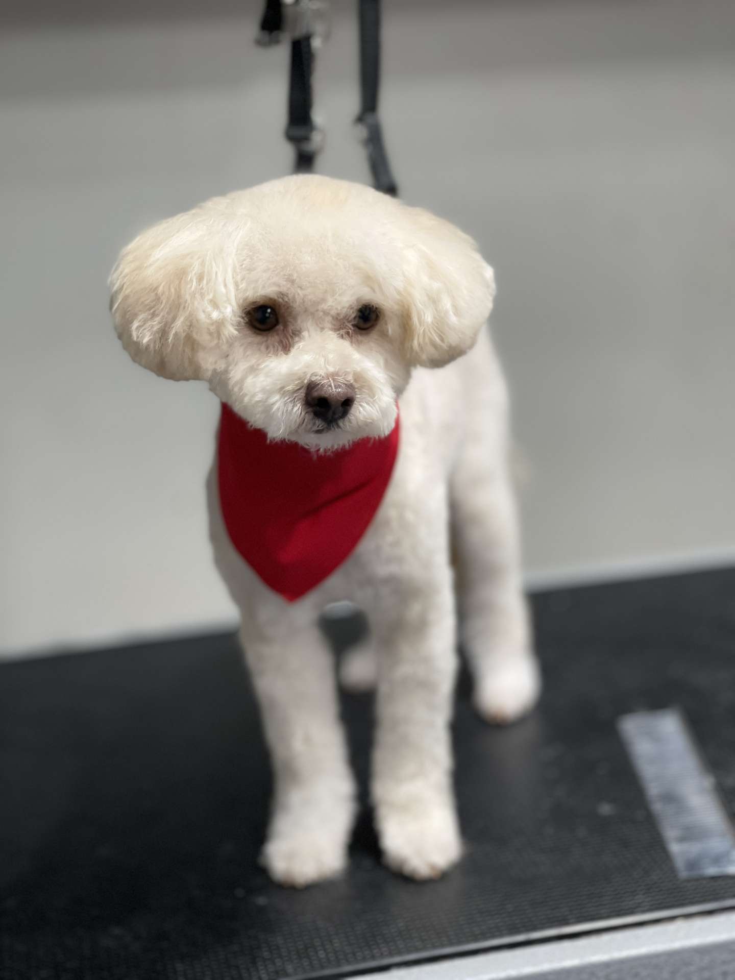 Astro fresh dog grooming look in San Diego