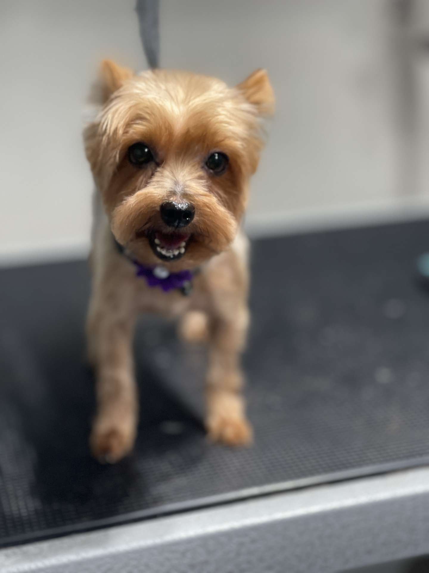 Nala fresh dog grooming look in San Diego