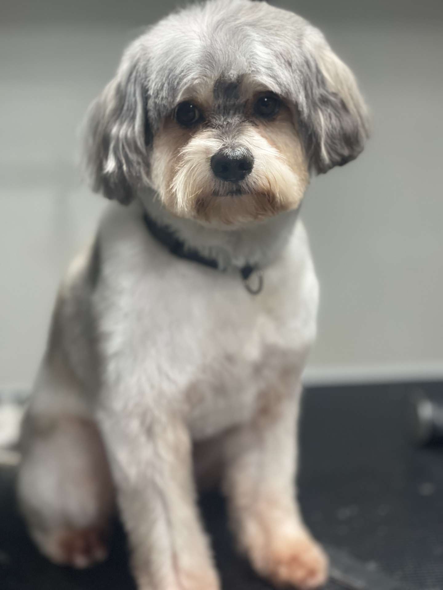Bolt fresh dog grooming look in San Diego
