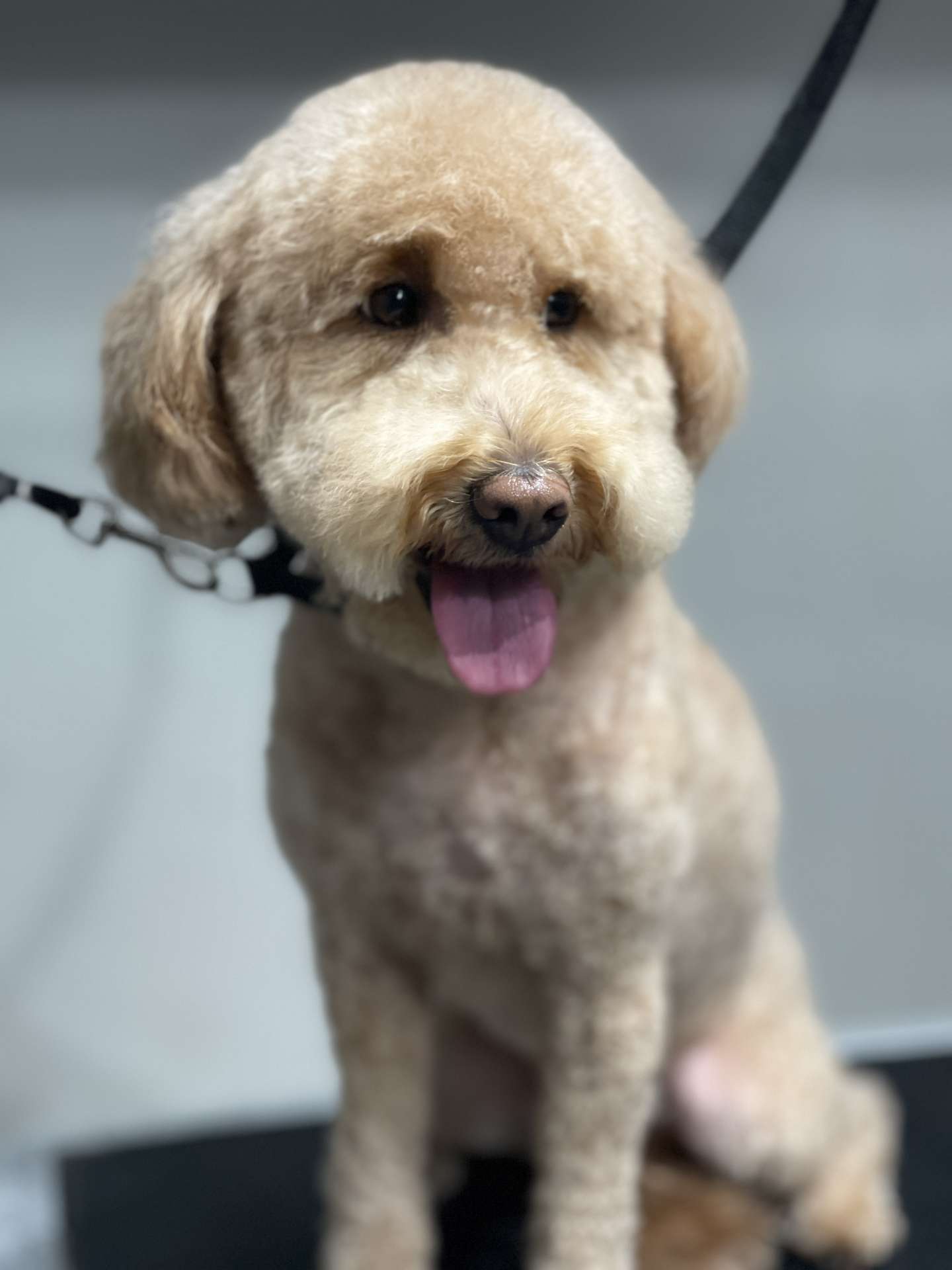 Dexter fresh dog grooming look in San Diego