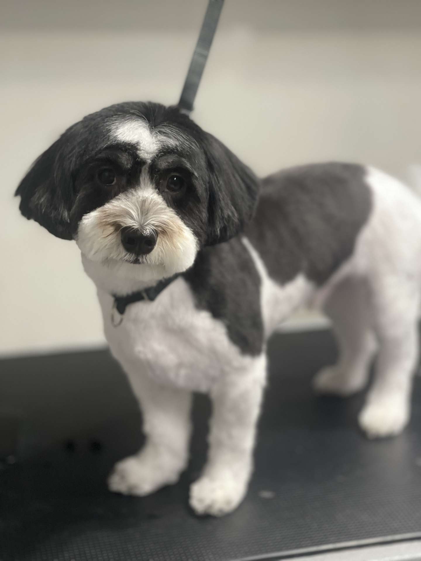 Maggie fresh dog grooming result in San Diego