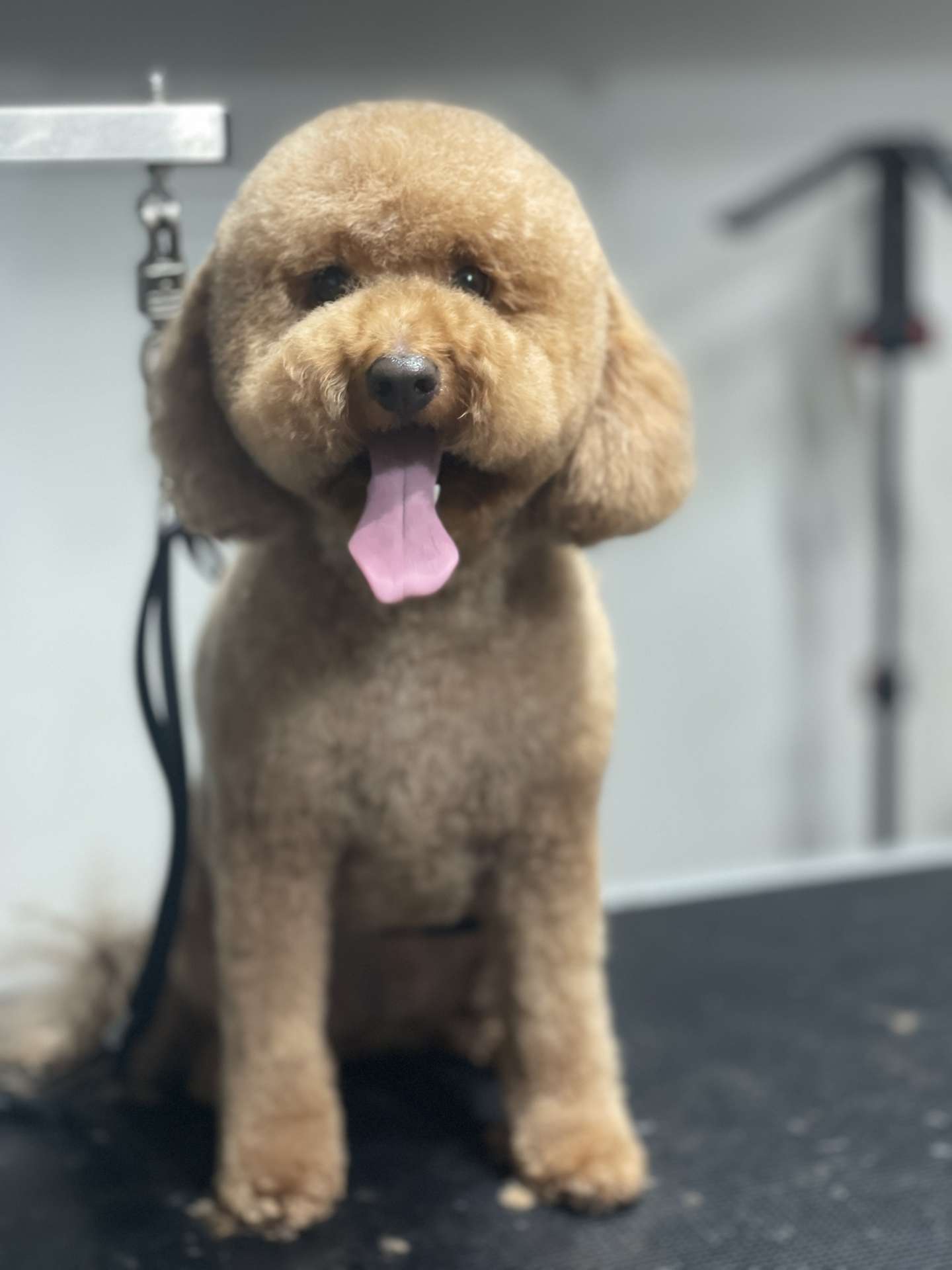 Wasabi fresh dog grooming look in San Diego