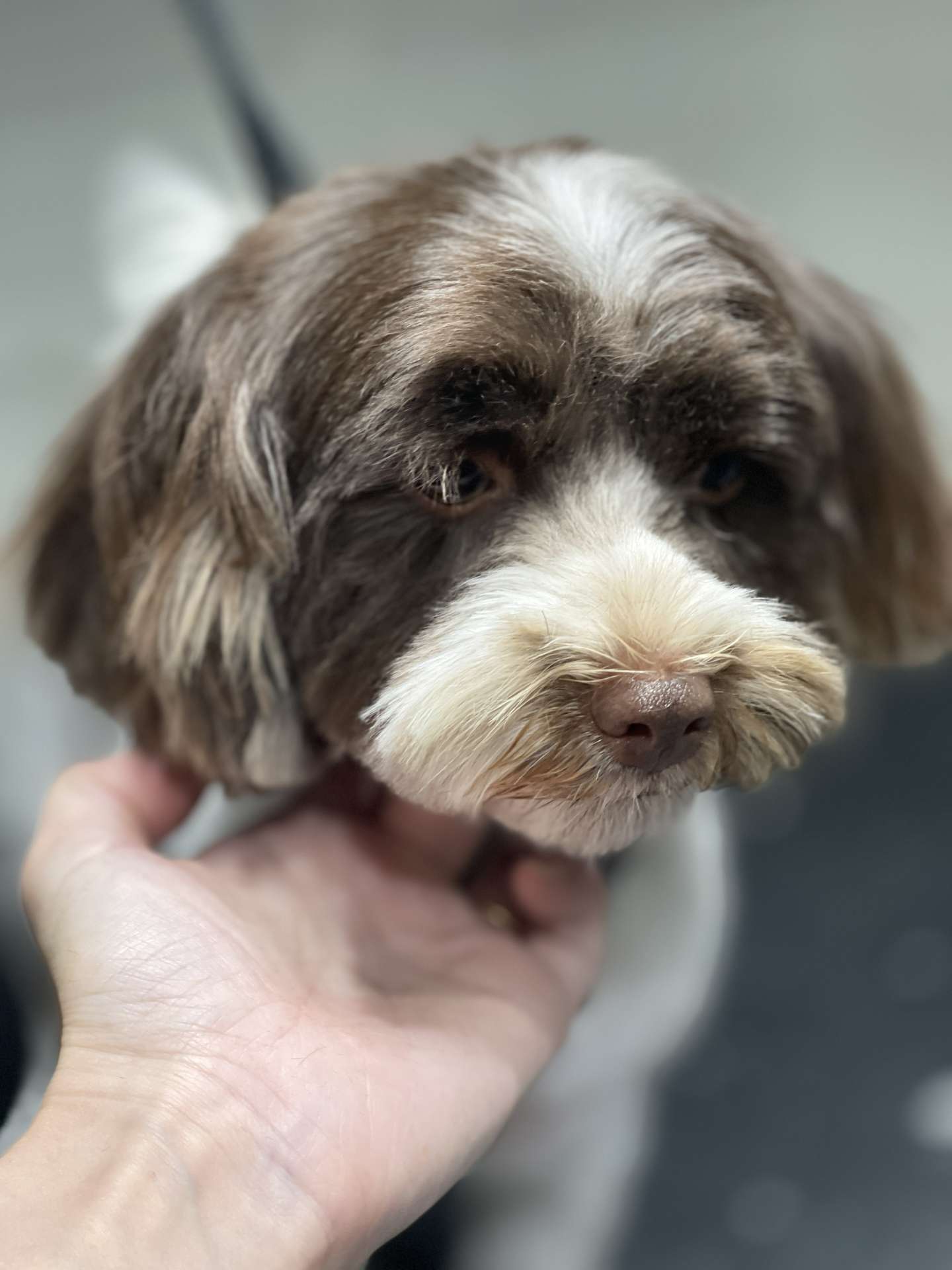Nala fresh dog grooming look in San Diego