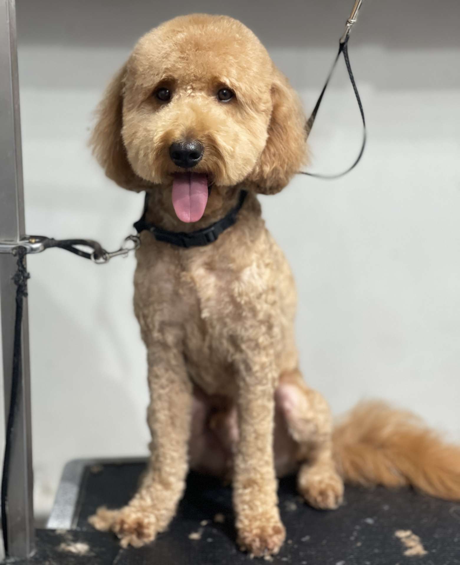 Cosmo fresh dog grooming look in San Diego