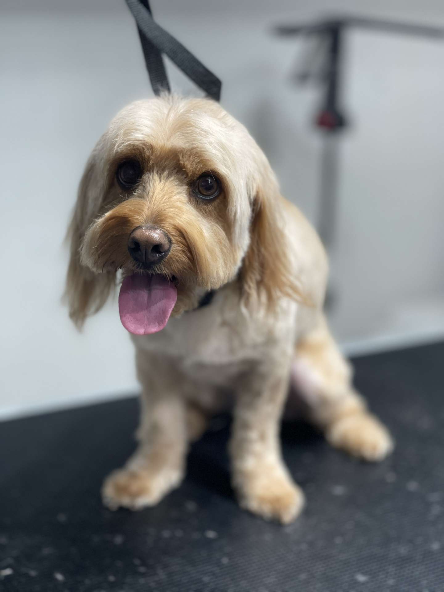 Lucy fresh dog grooming look in San Diego