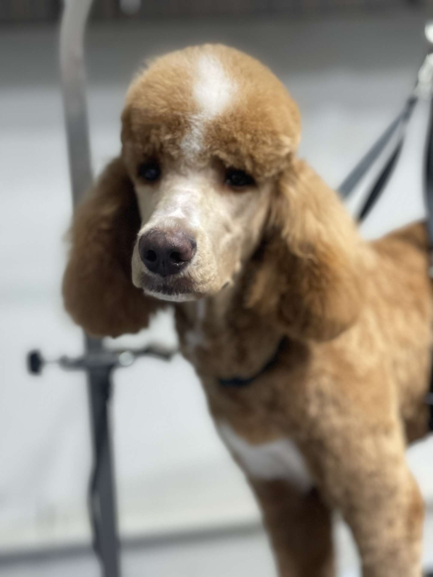 Wasabi fresh dog grooming look in San Diego