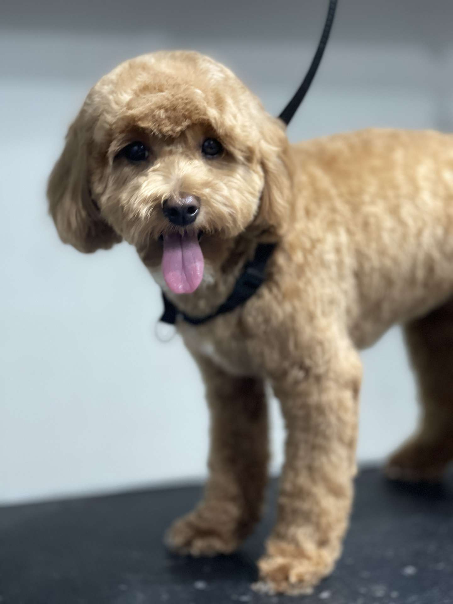Willow fresh dog grooming look in San Diego