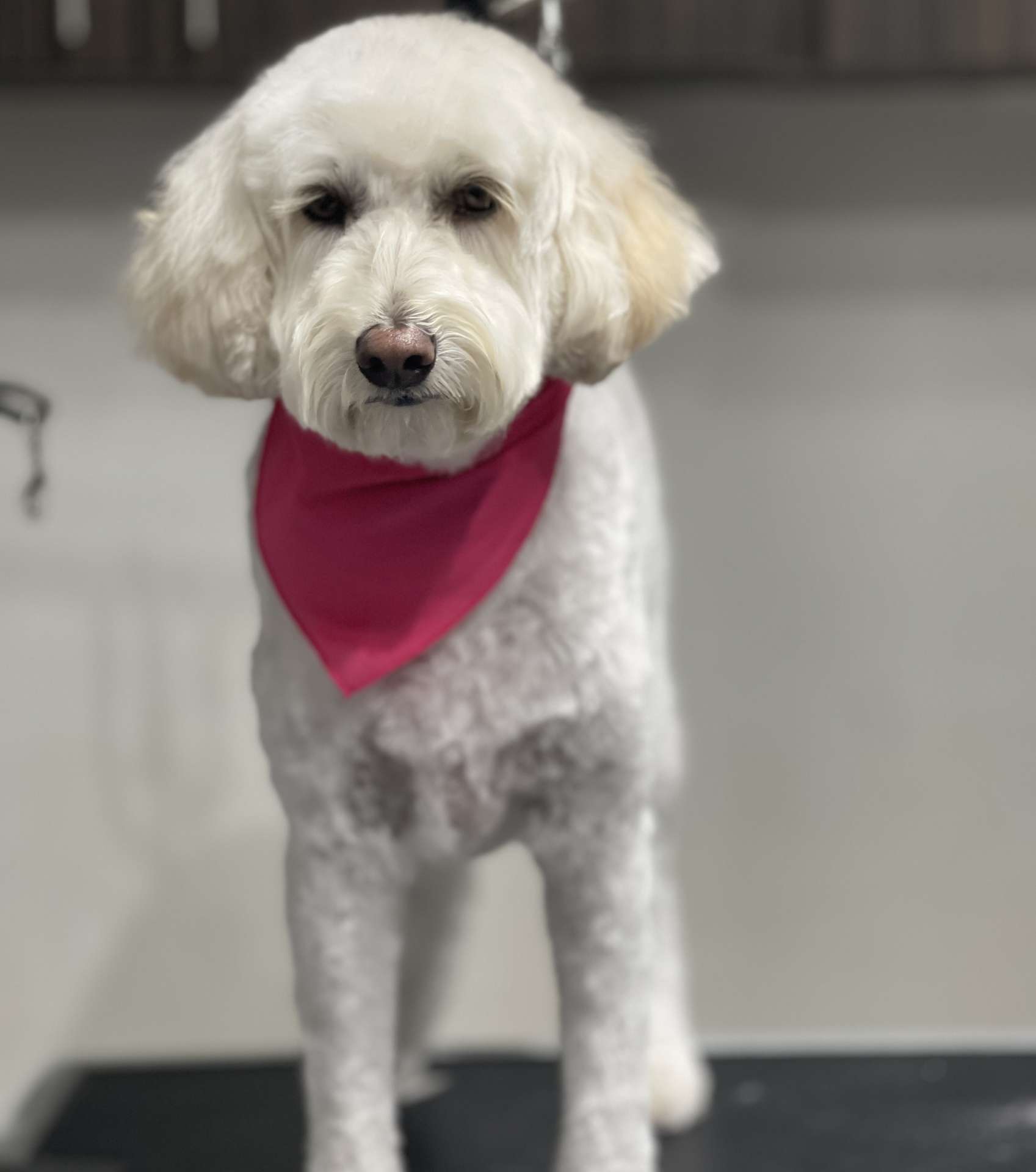 Ziggy fresh dog grooming look in San Diego