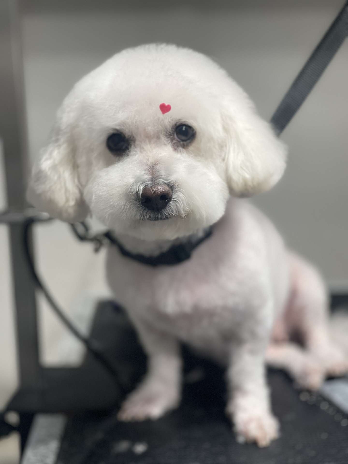 Astro fresh dog grooming result in San Diego