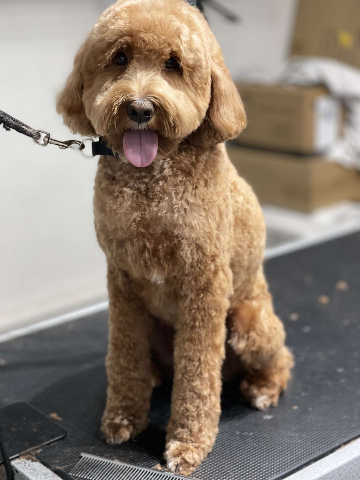 Buster fresh dog grooming look in San Diego