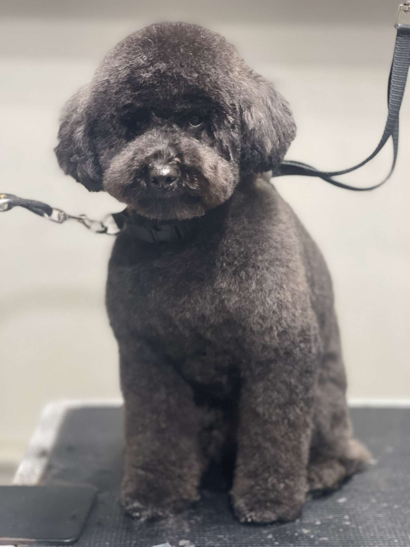 Biscuit fresh dog grooming result in San Diego
