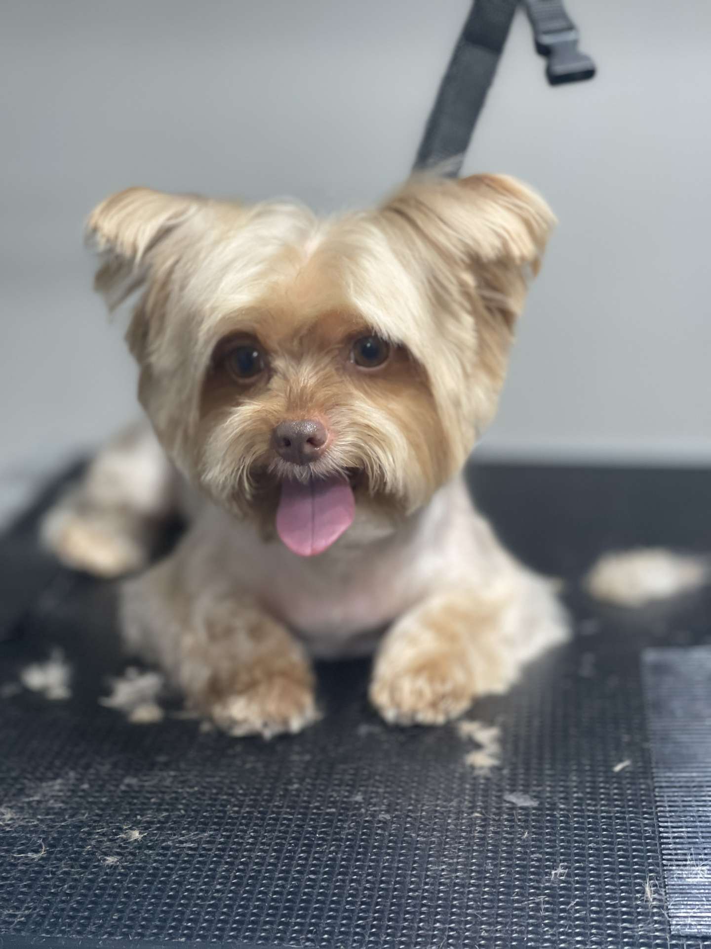 Bear fresh dog grooming result in San Diego