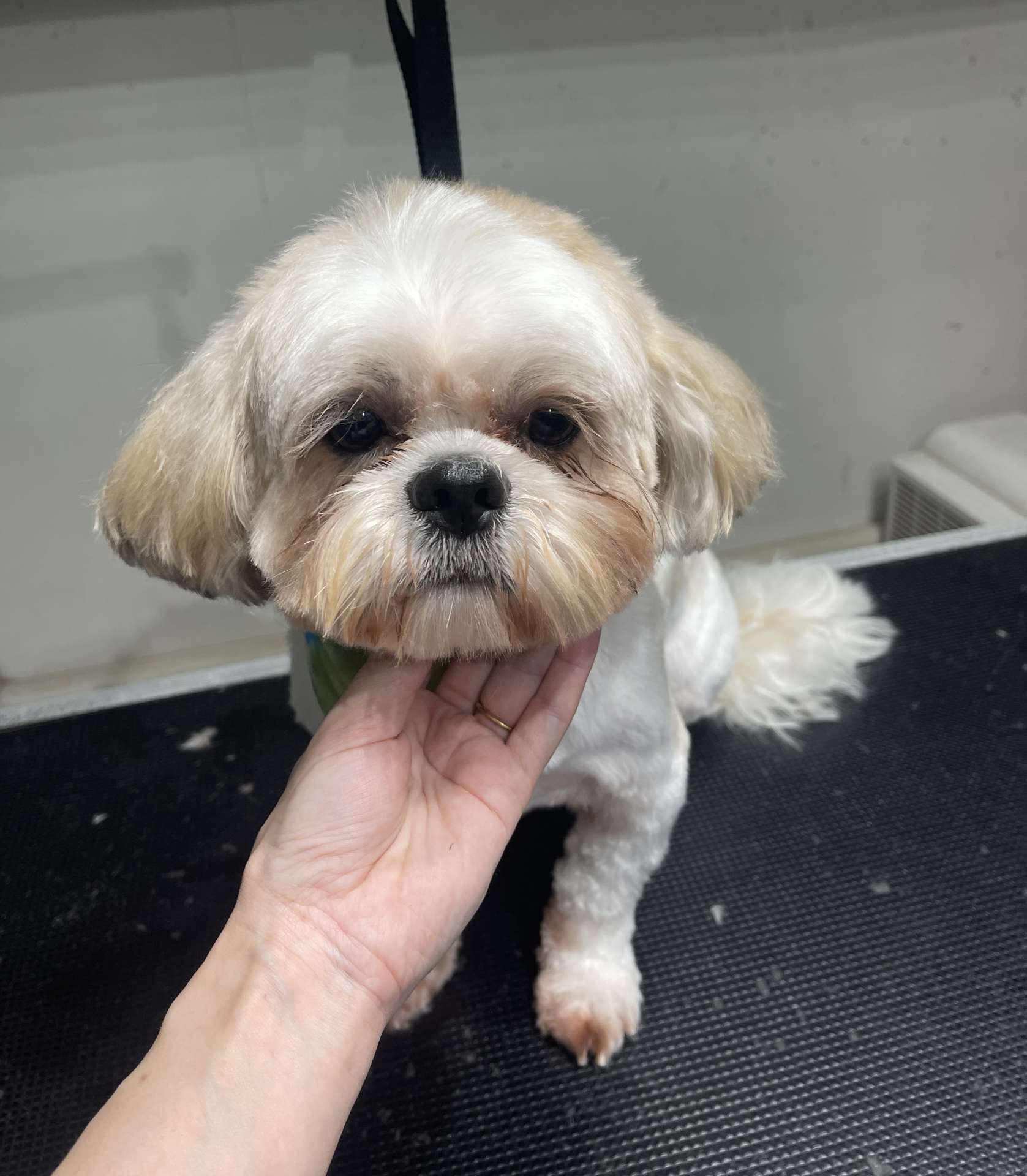 Teddy fresh dog grooming result in San Diego