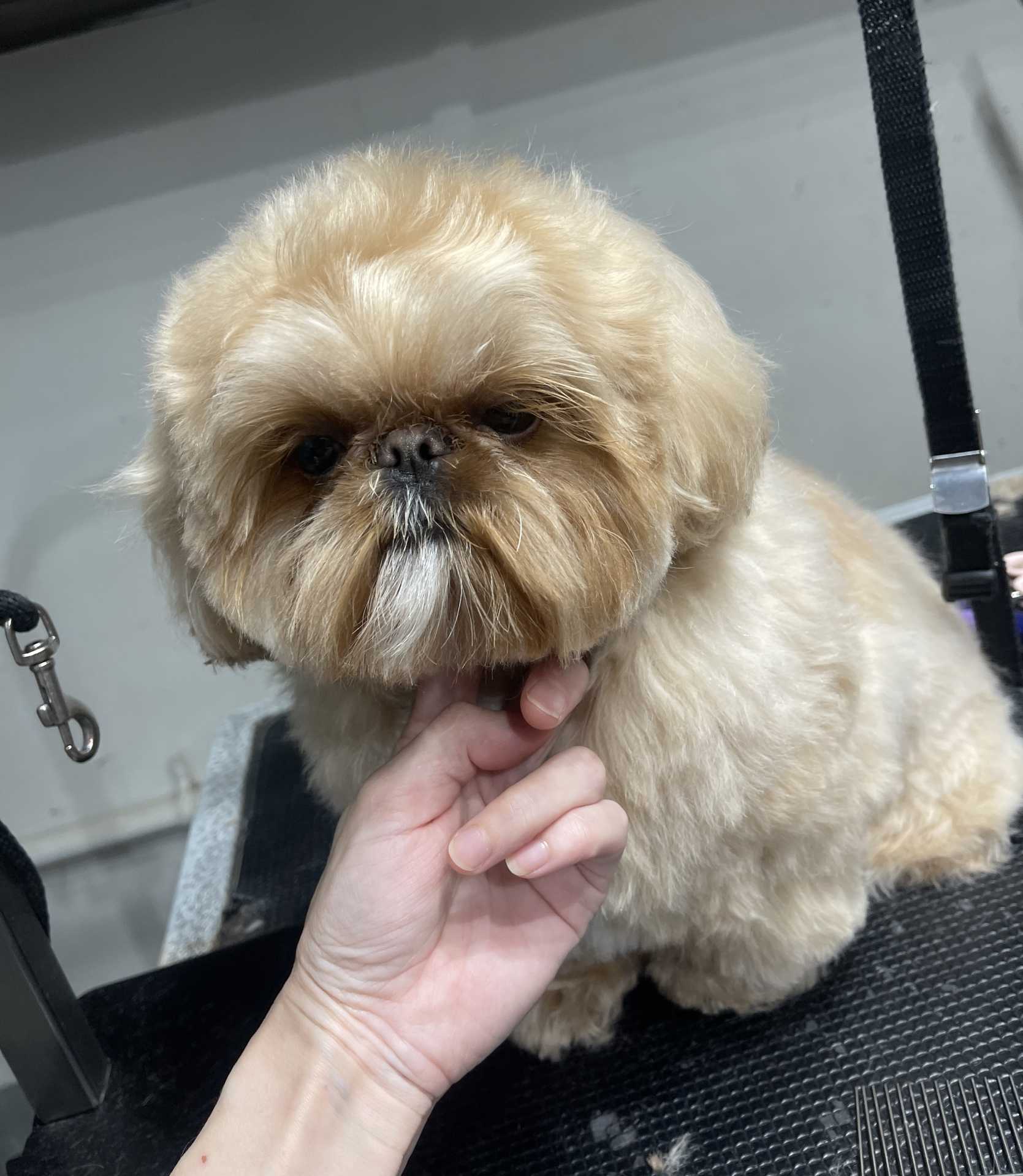 Murphy fresh dog grooming look in San Diego
