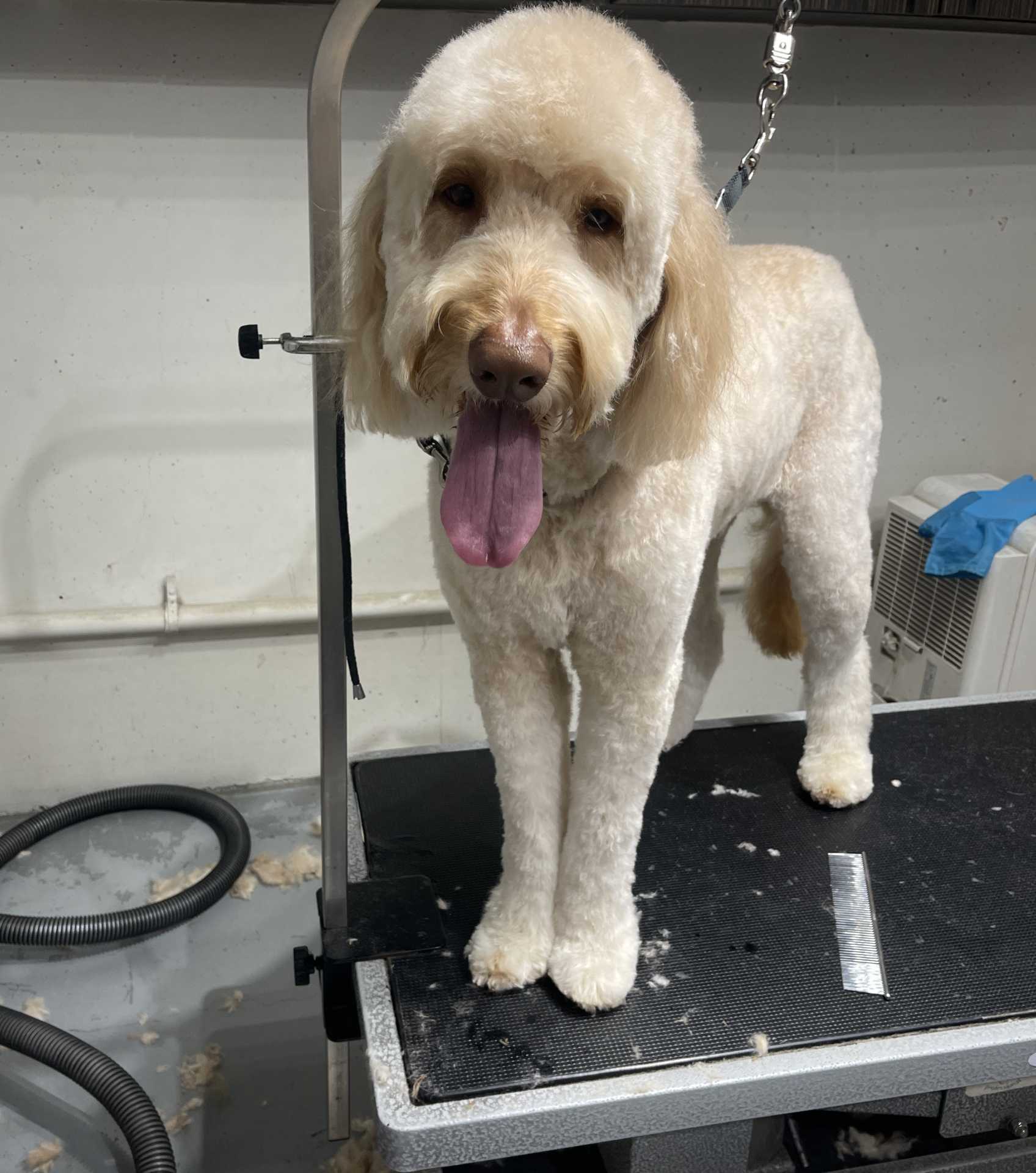 Harley fresh dog grooming look in San Diego