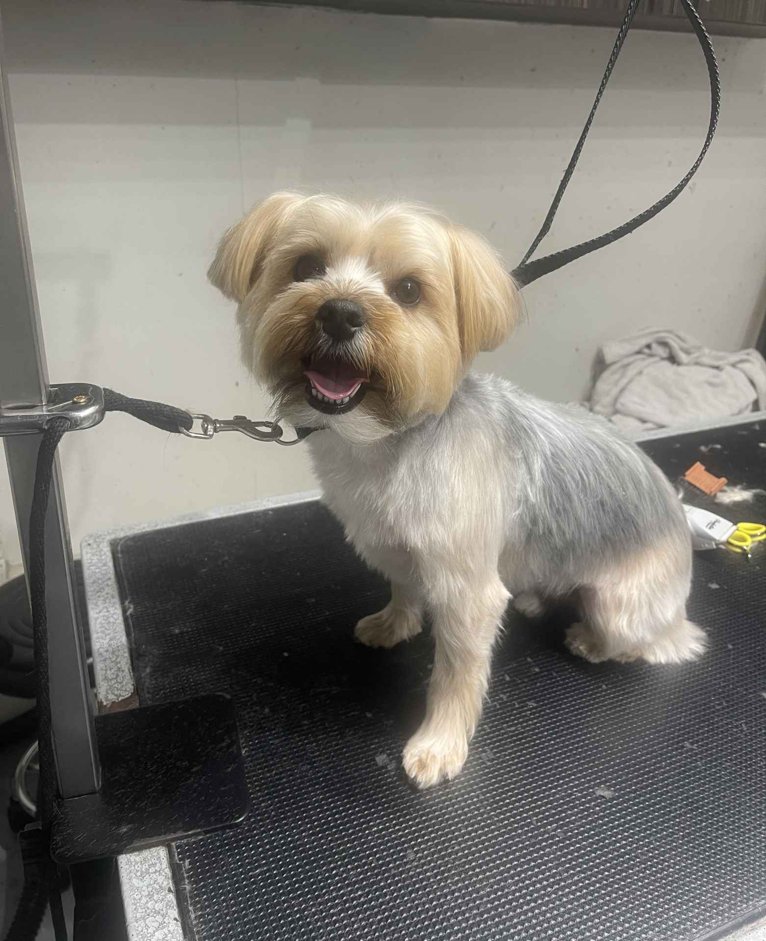 Bandit fresh dog grooming look in San Diego