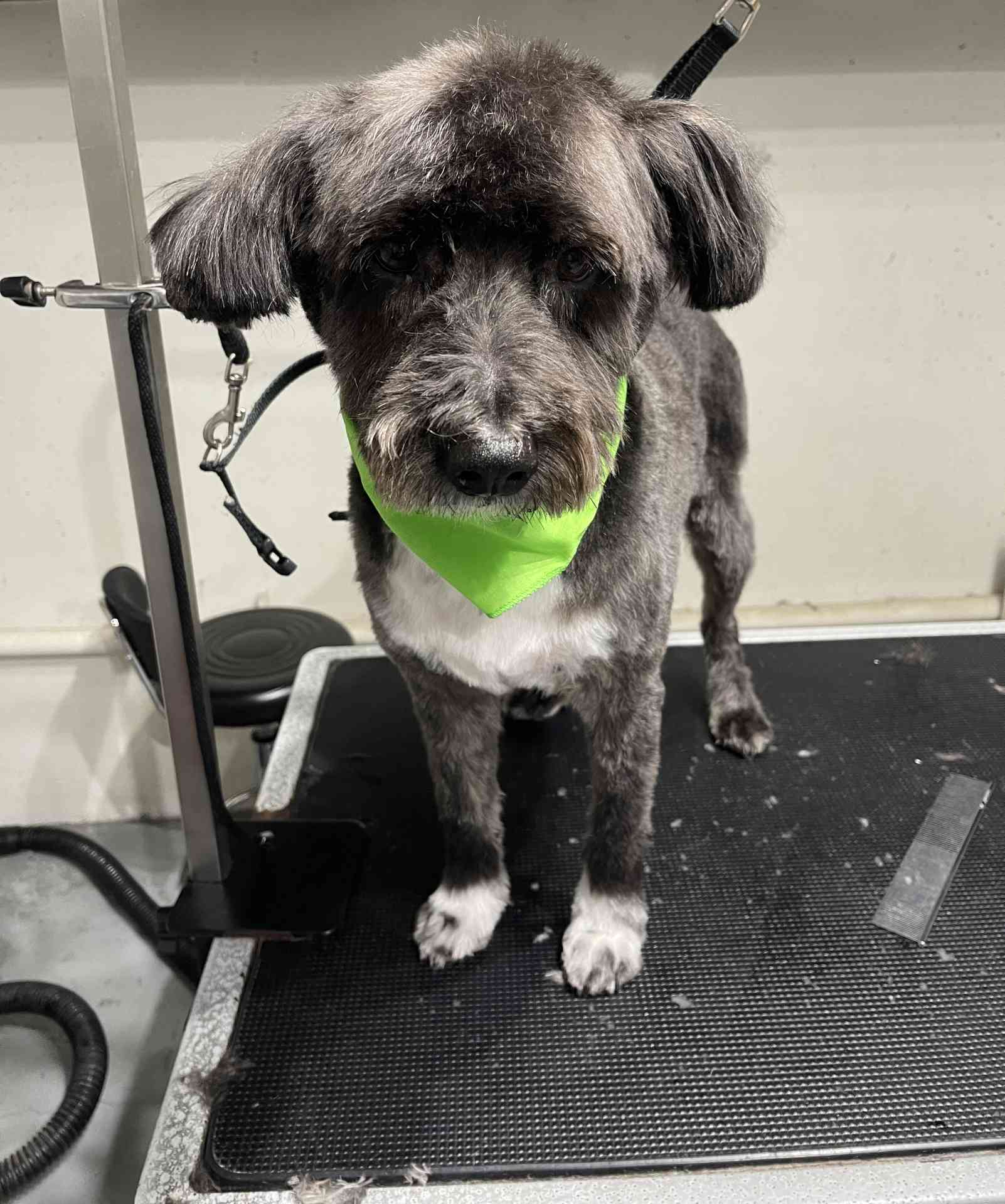 Ellie fresh dog grooming look in San Diego