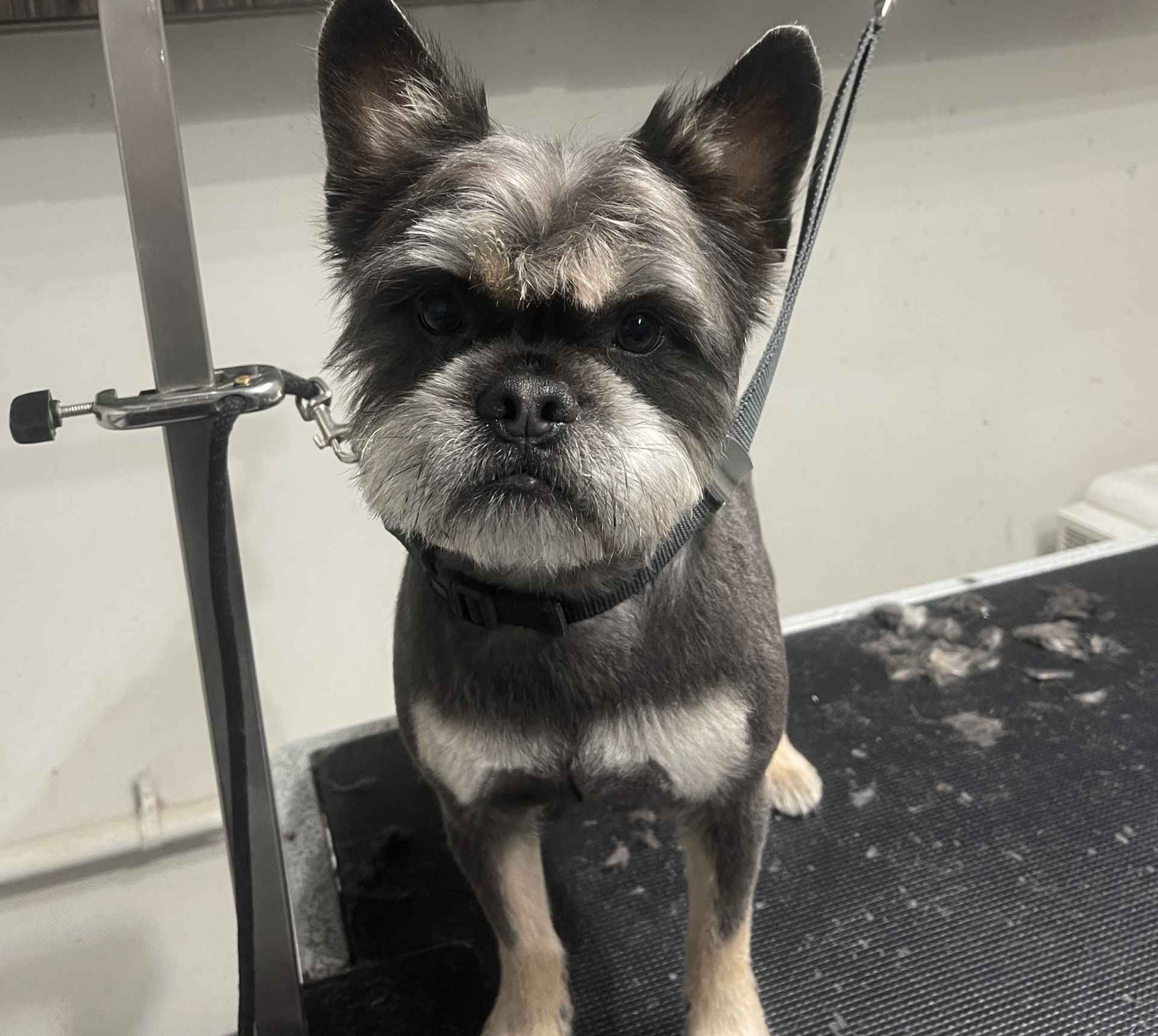 Princess fresh dog grooming result in San Diego