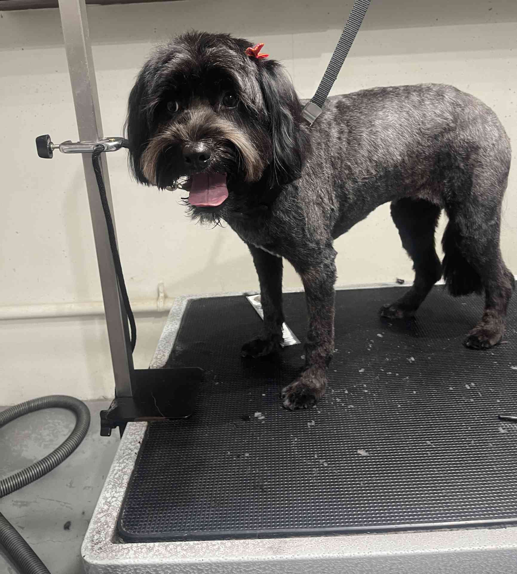 Rocket fresh dog grooming look in San Diego