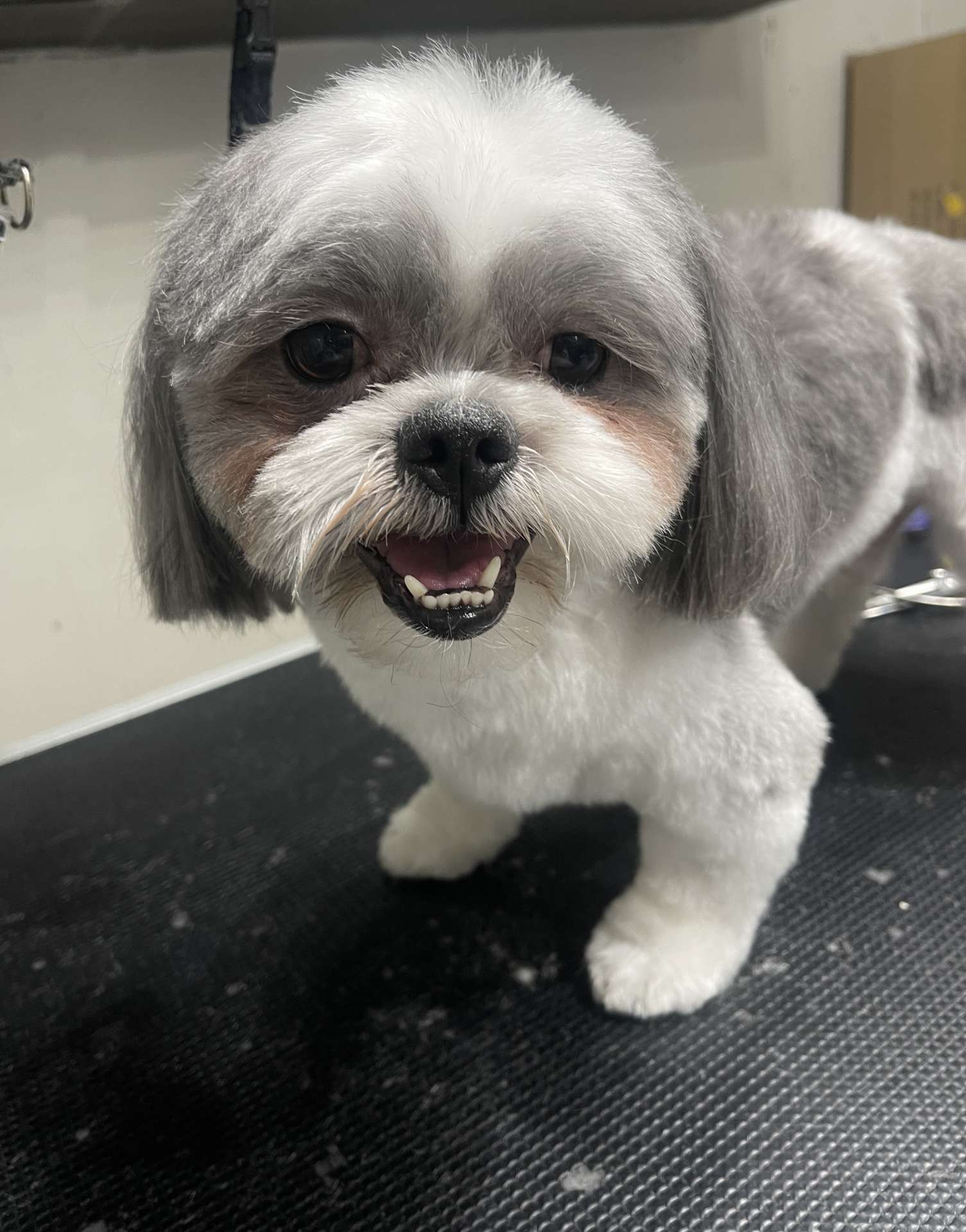 Lily fresh dog grooming look in San Diego