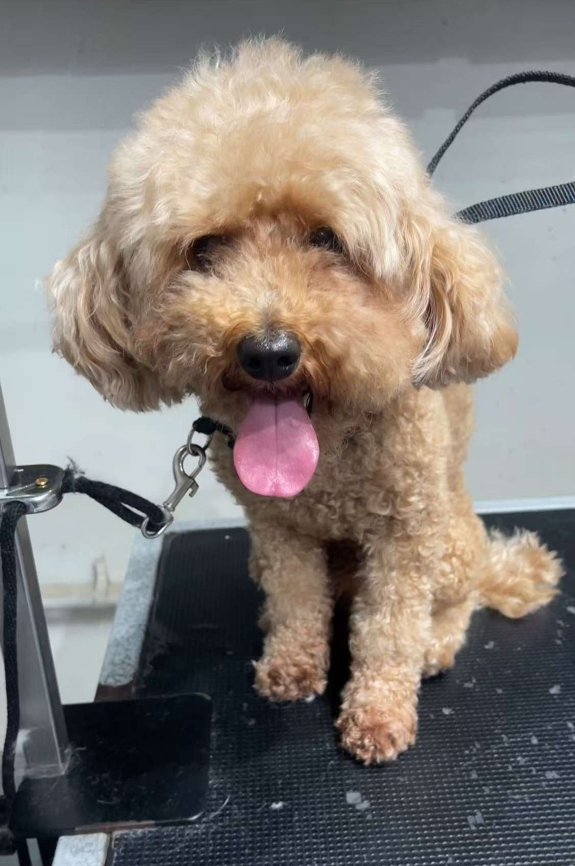 Winston before dog grooming in San Diego
