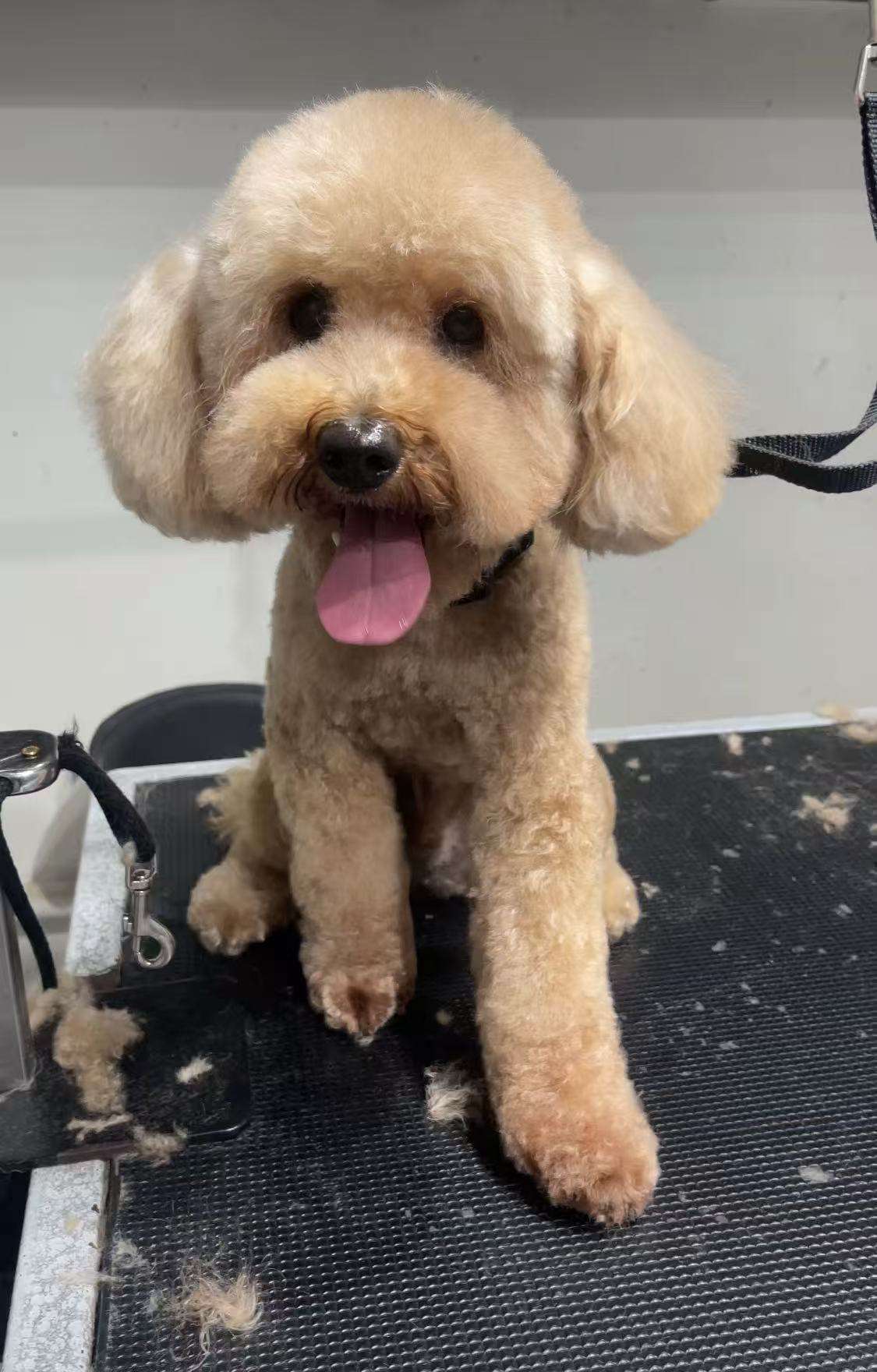 Winston after dog grooming in San Diego