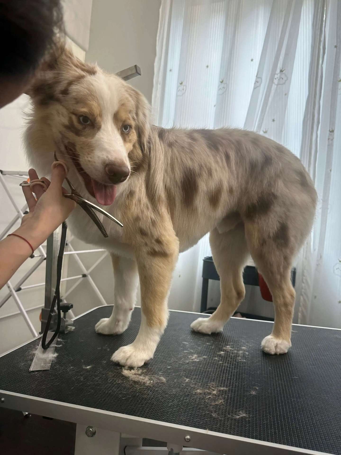 Harley fresh dog grooming look in San Diego