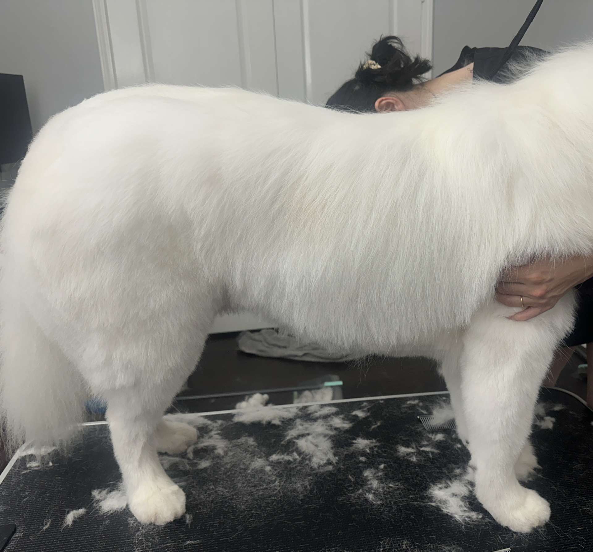 Bandit fresh dog grooming look in San Diego